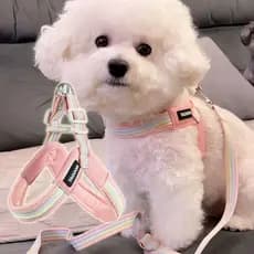 Ins arco-íris cinta de peito trela do cão respirável pequeno médio tamanho cão Bichon cão andando corda colete coleira d
