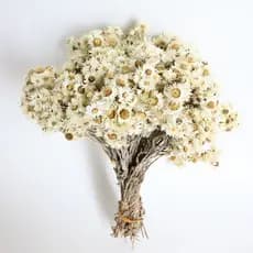 Buquê de flores secas Rock Flower, crisântemo branco pequeno, margarida, acessórios para arranjos florais de hospedagem,