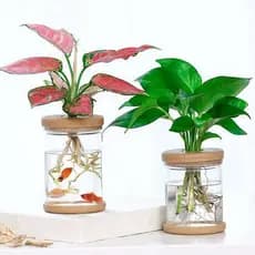 Vaso hidropônico criativo endro verde planta hidropônica vaso de flores transparente plástico cortiça garrafa Desktop ci