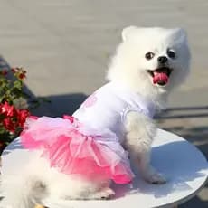 Roupas para Cães de Estimação, Roupas de Primavera e Verão para Gatos, Saia para Animais de Estimação, Acessórios para A