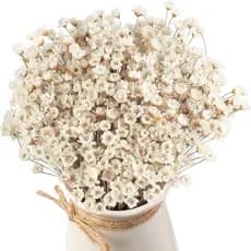 500 Peças de Flores Secas Naturais, Mini Camomila, Pequenas Margaridas Estreladas, Flores Secas Decorativas, Buquê de Ma