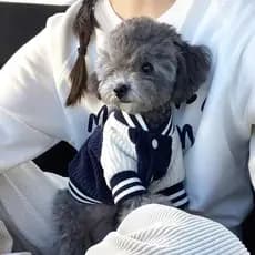 Bonito Bordado Pet Jaquetas De Beisebol Roupas Para Cães Pequeno Médio Gato Casaco De Pelúcia Filhote De Cachorro Primav