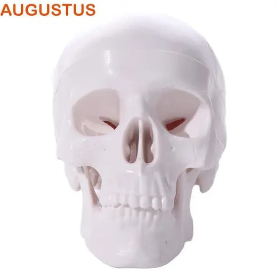 Modelo De Cabeça Humana AUGUSTUS , Caveira Conveniente Para Estudar , Mini Anatômica De Resina Removível