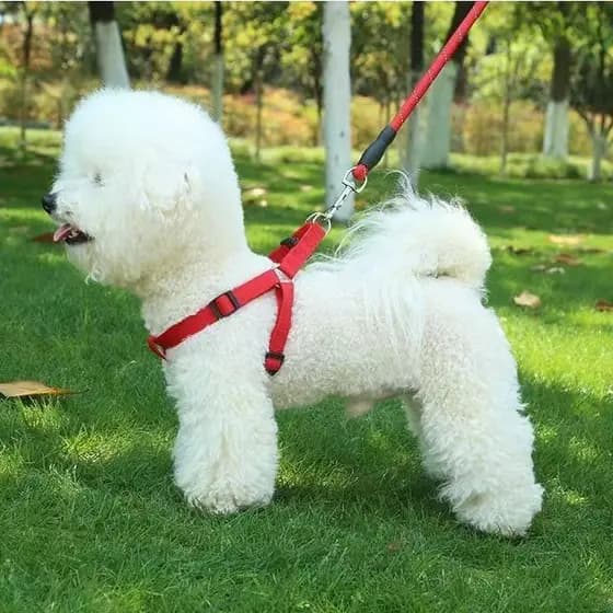 Coleira e guia para cães, arnês para animais de estimação, guia para Golden Retrievers, Teddy, cães grandes, médios e pe
