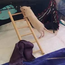 Acessórios para Animais de Estimação - Brinquedo para Papagaio - Escada de Escalada para Pássaros em Madeira - Suporte d
