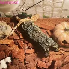 Caverna De Esconderijo De Lagarto KENTONSD , Plataforma De Escalada De Tartaruga De Simulação De Resina , Decorativo De