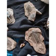Juhan série fóssil pré-histórico, adesivos para geladeira, espinha de peixe, besouro, inseto marinho, decoração criativa