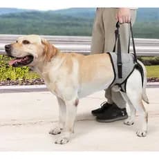 Arnês De Suporte Para Cães Idosos , Auxílio Elevação De Pernas Traseiras Animais De Estimação Com Deficiência Ferido , C