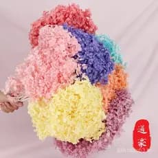 Buquê de Flores Secas Preservadas de Hidrangea Anna de Yunnan, Haste Única, Atacado, Flores Preservadas DIY, Acessórios