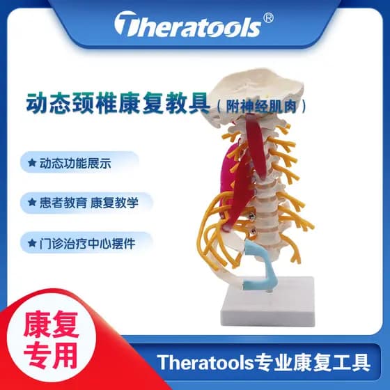 Modelo dinâmico de neurosqueleto muscular para coluna Cervical, móvel, profissional, simulação ergonômica médica, função