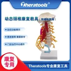 Modelo dinâmico de neurosqueleto muscular para coluna Cervical, móvel, profissional, simulação ergonômica médica, função