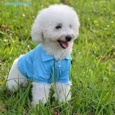 NEEDWAY Camisa Polo Para Cachorro , Camiseta Respirável E Confortável Colete Macio Leve Animais De Estimação De Verão De