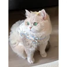 Roupas de gato novo estilo Floral renda vestido de princesa bonito cão vestido fino pode tração gatinho primavera verão