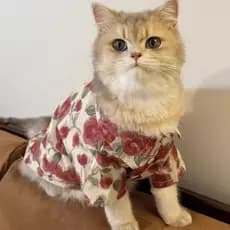 Roupas de gato primavera verão camisas finas praia estilo férias Anti-fiapos pequenos cães de tamanho médio Teddy respir
