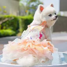 Verão Cão Gato Borboleta Vestido De Princesa Roupas Malha Renda Pérola Filhote De Cachorro Saia De Casamento Para York C
