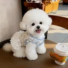 Roupas para cães Bichon Teddy pequeno cão verão vestido de renda fina Pet vestido de princesa respirável gato vestido