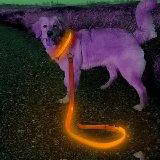 Coleira para Cães Candofly LED Recarregável, 1,20m, Brilha no Escuro, Corda de Nylon Refletiva com Luz para Cães Pequeno