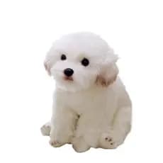 Cão maltês realista, gato, cachorrinho, brinquedo de pelúcia, boneco de animal, Bichon Frise, cão maltês (versão infanti