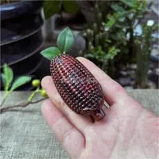 Grande vermelho jacarandá ouro Jade casa cheia ornamentos de milho cruz Toe Dalbergia lidar com peça Log cor primária se
