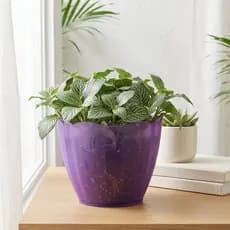 Vaso para Plantas Plástico Decorativo Cachepot Redondo Colorido Plantas Jardim Flor Resistente  20x16 cm Design Floral