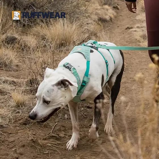 Raf Will Fergland Dog Chest Strap Outing Perfurador à prova de explosão Grande pequeno colete para cães estilo coleira p