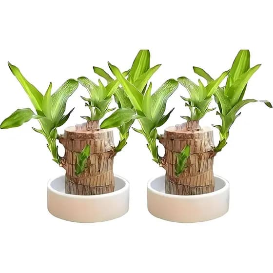 Planta de Madeira Brasileira, Planta em Vaso da Sorte do  Decorativa e Boneco, Fácil de Cuidar, Decora（1PC）