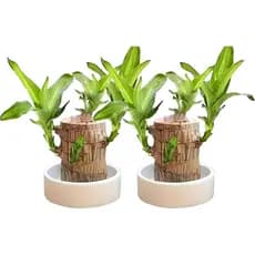 Planta de Madeira Brasileira, Planta em Vaso da Sorte do  Decorativa e Boneco, Fácil de Cuidar, Decora（1PC）