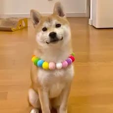 Coleira de gato colorida bola de pele bonito coleira de cachorro Shiba Inu Corgi colar influenciador acessórios para fot