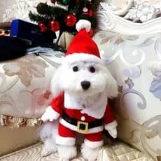Fantasia De Papai Noel Para Animal De Estimação Cachorro Transformação Divertido Tridimensional Para Inverno