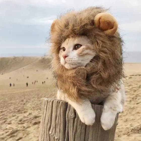Halloween Animais De Estimação Peruca De Gato Cachorro Fantasia Engraçada Acessórios De Leão Pêlo De Pet Suprimentos