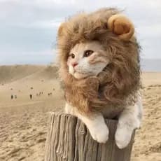Halloween Animais De Estimação Peruca De Gato Cachorro Fantasia Engraçada Acessórios De Leão Pêlo De Pet Suprimentos