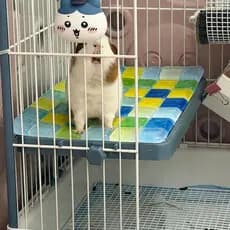 Almofada de gelo para animais de estimação, cobaia, verão, resfriamento, placa de resfriamento, pequeno animal de estima