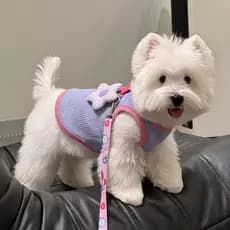 Roupas para cães de estimação pequeno cão estilo fino primavera verão colete pode tração gato protetor solar roupas Anti