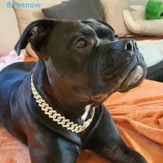 USNOW1 Correntes Para Cães Largura Criativa Com Colar De Liga De Diamante Sem Ferrugem