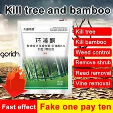 [Cuidado Natural] Rei do Bambu: Limpando Raízes Podres Enraizamento/Plantas/Jardim