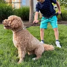 COA Sho Absorvente Pet Correndo Trela 5M Reflexivo Retrátil Cão Chumbo Para Treinamento Noturno Jogging Uso BR