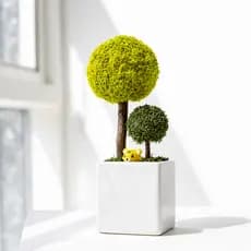 OPELLIA Vaso De Árvore De Musgo Escandinavo Mini Decoração De Mesa Para Escritório Em Casa Presente 1 Unidade