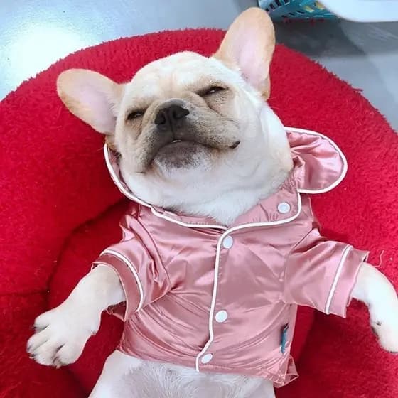 Pijamas De Seda Macia Buldogue Francês Roupas Para Cães De Estimação Pequenos Shih Tzu De Gato ONMS 4RH0