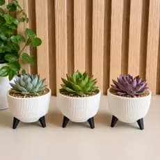 Vaso Decorativo para Suculentas 6cm | Impresso em 3D | Design Moderno com Pés