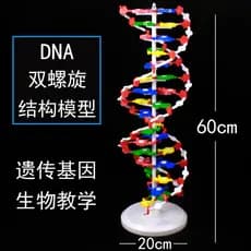 Modelo de estrutura espiral dupla de DNA do ensino médio Modelo de estrutura Molecular 60 cm Tamanho grande com Base alc