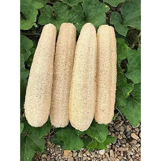 Esponjas De Bucha Naturais Esponja De Banho Luffa Orgânica Esfoliante Corporal Para Costas Homens Mulheres Adultos SPA B