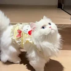 Roupas de gato fofas Anti-fiapos estilo fino estilo princesa estilingue verão gatinho filhotes pequenos cães de tamanho