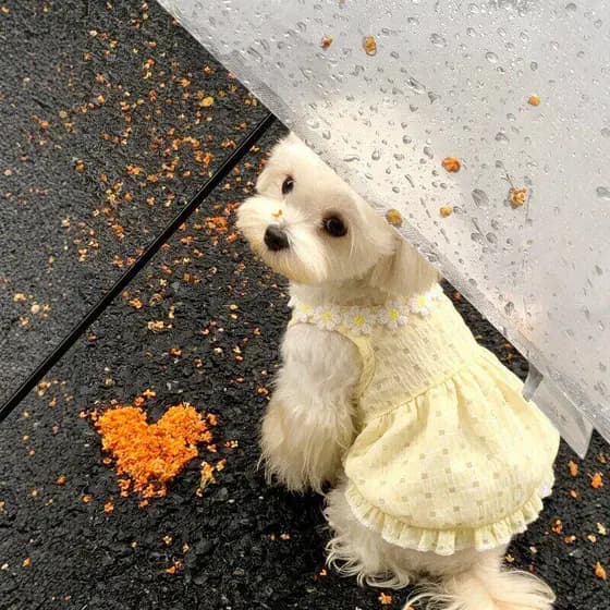 Roupas para cães animais de estimação verão fino Bichon pequeno cão colete vestido 2026 respirável roupas de gato de alt
