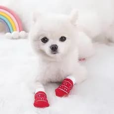 Meias para cães anti-arranhões anti-sujeira antiderrapante capa para pés Muppet britânico curto dourado Gila gatinho gat