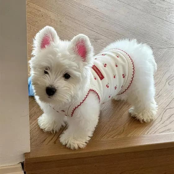 Roupas para cães filhote de cachorro Pet primavera roupas colete fino Bichon pequeno cão gato roupas 2026 novo estilo An