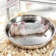 Almofada de gelo para Hamster, urso dourado, ninho legal especial, suprimentos para animais de estimação de verão, resis