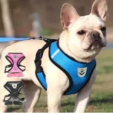 Kit Peitoral e Guia Para Cães e Gatos nas cores Rosa Azul e Preta