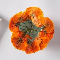 Enxofre crisântemo planta espécime ensino DIY material aromaterapia vela flor gravação pressionado material de flor epóx