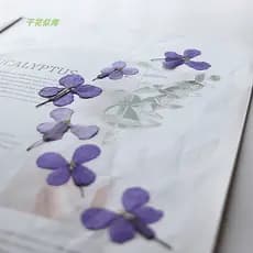 Fevereiro Orquídea Flor Seca Capa de Telefone Planta Espécime Adesivo Rosto Flor Influenciador Flor Seca Flor Prensada d