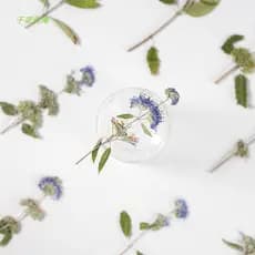 Capa de telefone com flor seca em relevo Orquídea Flor de baunilha com ramo Pintura em relevo Espécime de planta Marcado
